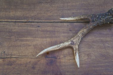 Geyik boynuzları. Yakın çekim