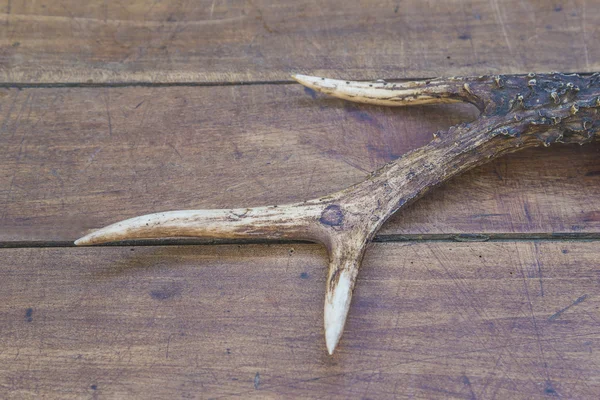 Geyik boynuzları. Yakın çekim