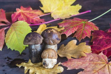 Mantar ve çok renkli yaprakları sonbahar kompozisyonu