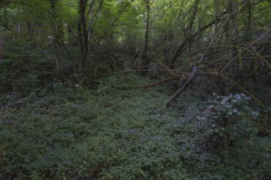 Bozuk ağaçlı kara orman