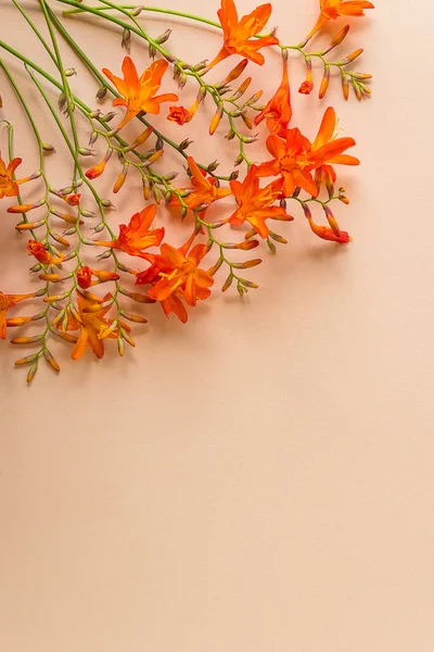 Beautiful orange flowers on peach color background. Vertical picture