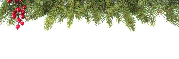 圣诞节日贺卡 参天的冷杉枝条和白色背景的红色浆果枝条 案文的篇幅 图库图片