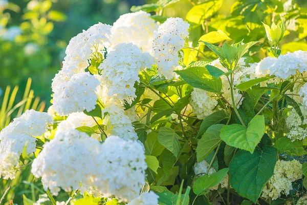 Hermosa Hortensia Blanca Floreciente Luz Del Sol — Foto de Stock