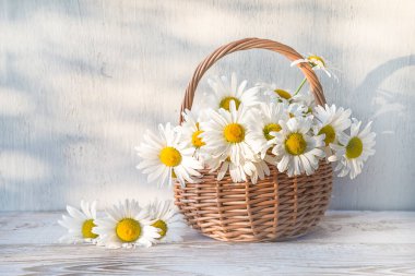 Hasır sepetin içindeki beyaz papatya buketi beyaz boya ahşap 