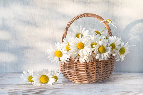 Hasır sepetin içindeki beyaz papatya buketi beyaz boya ahşap 