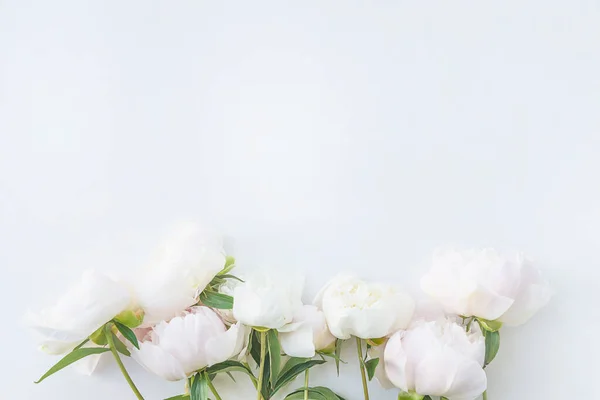 Güzel beyaz ve pembe şakayık çiçekleri...