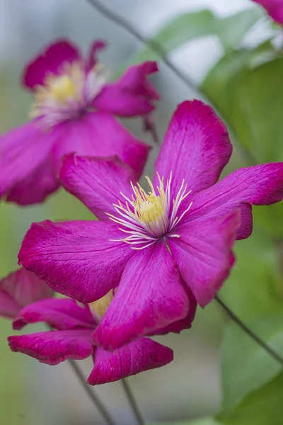 庭に咲く紫色のクレマチスの花 垂直方向の画像 クローズアップ — ストック写真