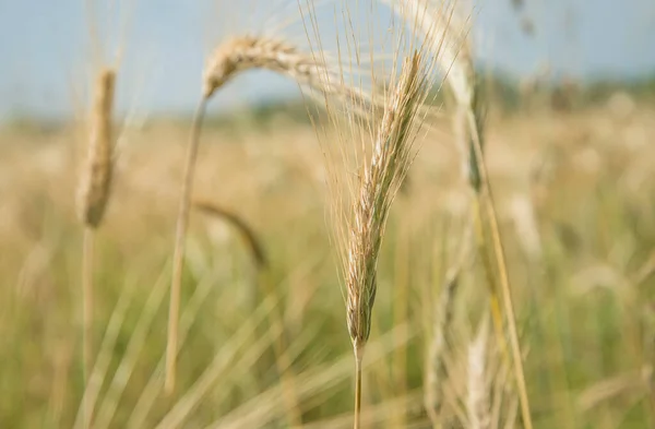 Ripe Ears Wheat Close Agricultural Field — Stock Photo, Image