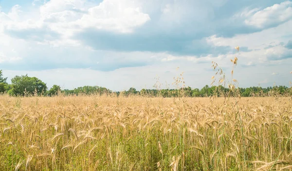 Olgun Tarım Tarlaları Buğdaylar Yaz Hasat Konsepti — Stok fotoğraf