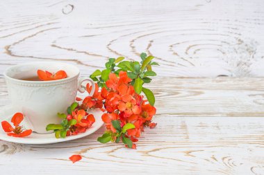 Beyaz çay ya da kahve ve kırmızı Chaenomeles çiçekli dal beyaz boyalı kırsal ahşap arka plan. Metin için boşluk