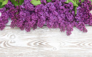 Beyaz boya ahşap arka planında mor leylak demeti olan güzel bir tebrik kartı. Metin için boşluk, düz uzanma