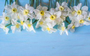 Bahar tatili tebrik kartı. Mavi boyalı ahşap arka planda beyaz nergis çerçevesi. Metin için boşluk, düz uzanma