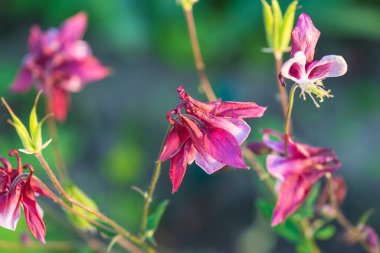 Güzel pembe kolombine çiçekleri için doğal arka planda güneş ışığına yakın durun.