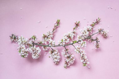 Güzel kiraz çiçeği dalı pembe arka planda yakın
