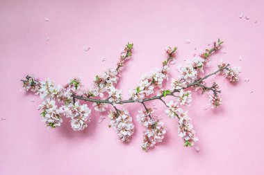 Güzel kiraz çiçeği dalı pembe arka planda yakın