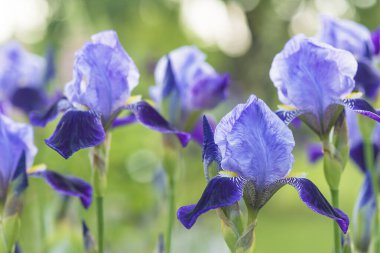 Doğal yeşil arka planda güzel açan mavi süsen çiçekleri.