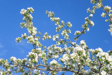 Güzel elma ağacı mavi gökyüzünde çiçek açıyor.