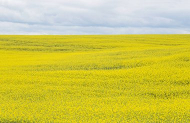 Güzel sarı rapsfield Ufuk çizgisi karada