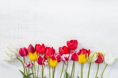 Beyaz arkaplandaki lalelerin çerçevesi