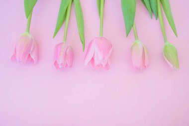 Güzel bir bahar tatili tebrik kartı. Pembe arka planda pembe lalelerin çerçevesi. Metin için boşluk, düz uzanma