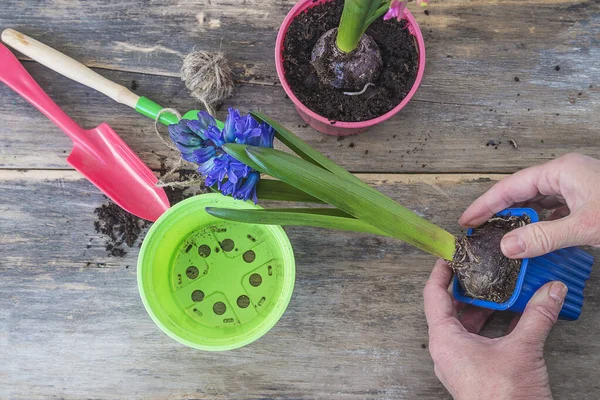 Spring gardening concept. Hands with blue blooming hyacinth