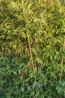 Bamboo with leaves on sunlight background. Vertical picture