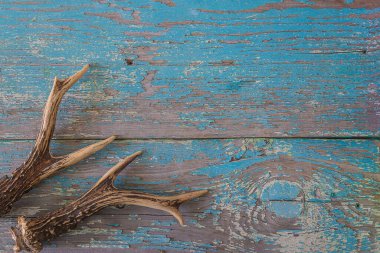 Eski mavi ahşap arka planda güzel geyik boynuzları. Metin için boşluk