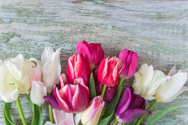 Eski boyalı ahşap arka planda beyaz, mor laleler. Metin için boşluk