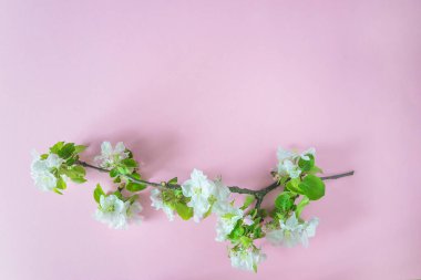 Anneler günün kutlu olsun. Pembe arka planda elma çiçeği olan dal