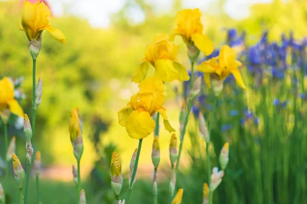 Flores Íris Amarelas Florescentes Dia Ensolarado — Fotografia de Stock