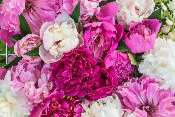 Mor, pembe ve beyaz şakayık çiçeklerinin güzel çiçekleri.