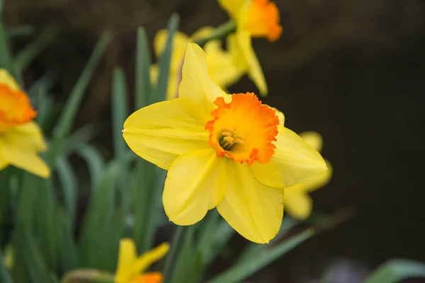 Красивый Цветущий Желтый Нарцисс Темном Фоне — стоковое фото