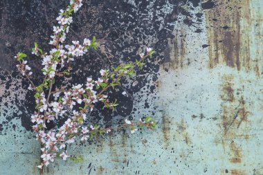 Kırsal metalik arka planda çiçek açan sakura 'nın güzel dalı; 