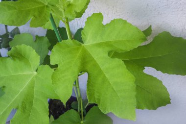 Yeşil yapraklı genç incir ağacı