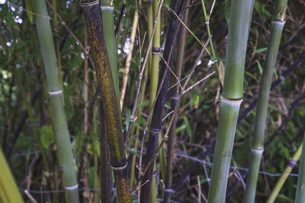 Grön Och Svart Bambu Närbild — Stockfoto