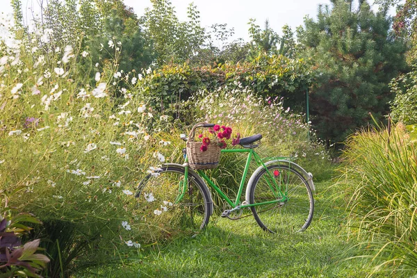 Actividad Ocio Verano Cesta Mimbre Vieja Con Montón Aster Púrpura — Foto de Stock