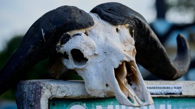 Hayvanların kafatası, kemikleri, kafatasları ve kemikleri.