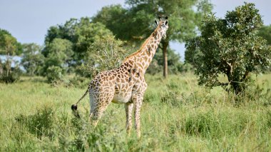Vahşi bir safari parkında zürafalar.