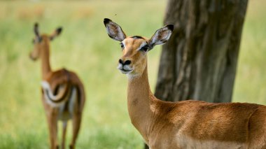 Dişi İmpala ve dişi avcıları Güney Afrika 'daki Kruger Ulusal Parkı' nda.