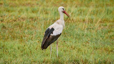 Beyaz leylek kuşu yeşil bir alanda duruyor.