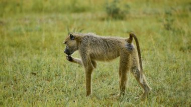 Babun Kenya savanasında yürüyor.
