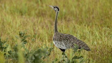 Vahşi doğada yeşil otların üzerinde gri balıkçıl.