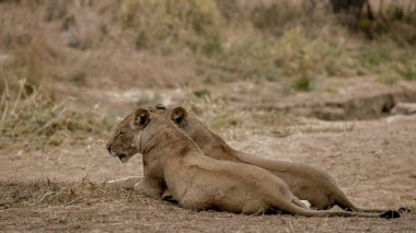 Afrika Kruger Ulusal Parkı 'ndaki genç aslan..