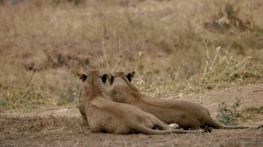 Oynayan iki genç kedi