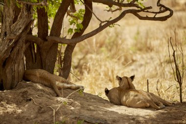 # Aslanlar savanda # # Parkta, güneşte #