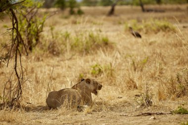 Afrika 'da bir erkek leopar.