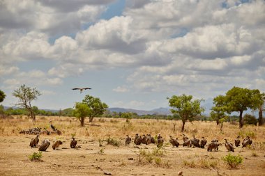 Hayvanlarla Afrika manzara