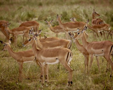 Güney Afrika 'daki Kruger Ulusal Parkı' nda bir grup impala impala..