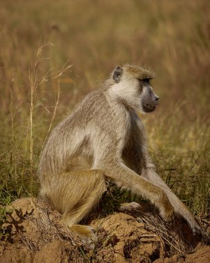 maymun ormanda yerde oturuyor.