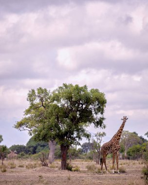 Afrika savanındaki zürafa